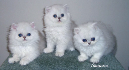 kitten